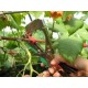 Aparat manual de legat vita de vie, legume, pomi, verde Craft-tec MX516